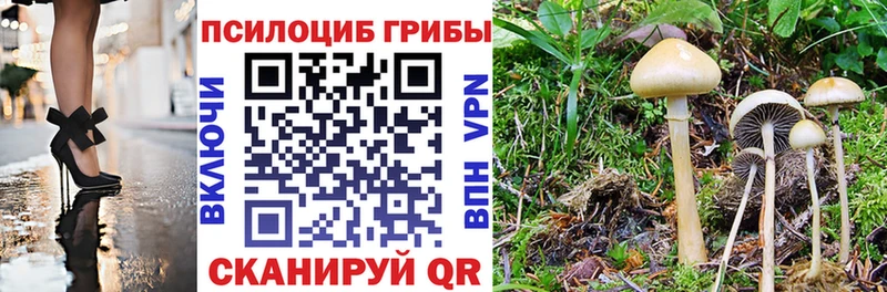 Купить где  Димитровград  Псилоцибиновые грибы прущие грибы 